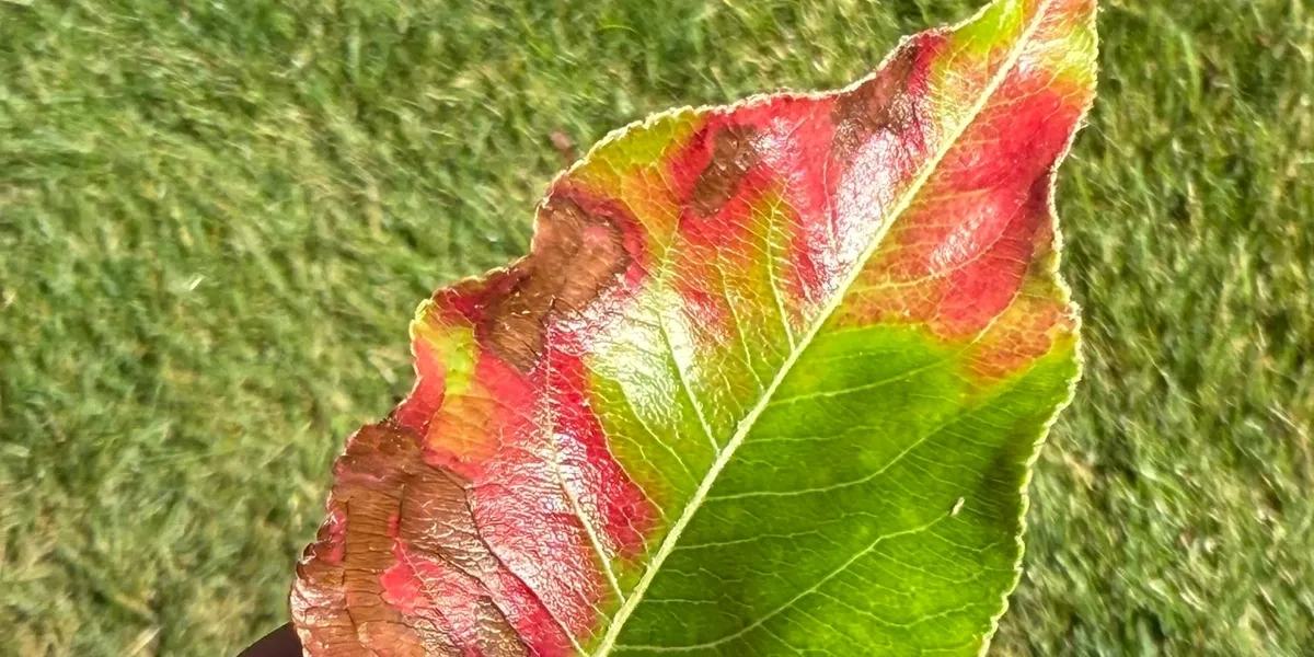rs=w_1200,h_600,cg_true (1)